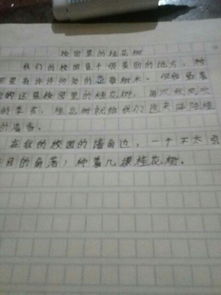 校園的黃角樹作文400字