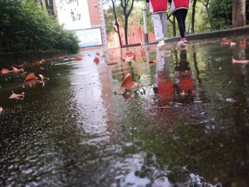 校園里的一抹風景作文