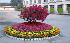 校園的花壇作文200左右