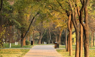 校園里的生活600字作文初一