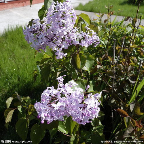 地點開滿丁香花的校園作文