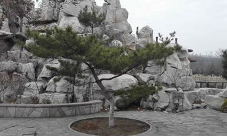 關(guān)于校園的松樹的作文350字