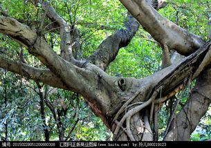 校園風景的作文大榕樹