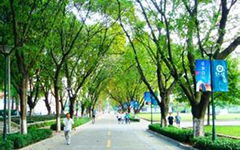 小學(xué)作文校園的花圃