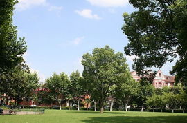 校園草坪作文400