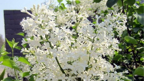 筆尖流出故事作文開滿丁香花的校園