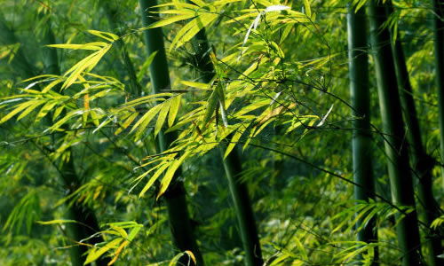 寫(xiě)校園竹林的作文100字