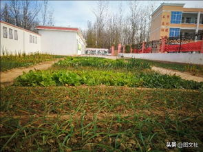 二中最美校園的作文應該怎么寫