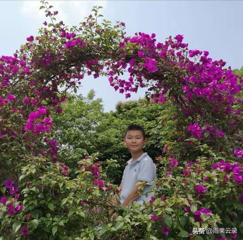 開滿丁香花的校園作文六級(jí)500字