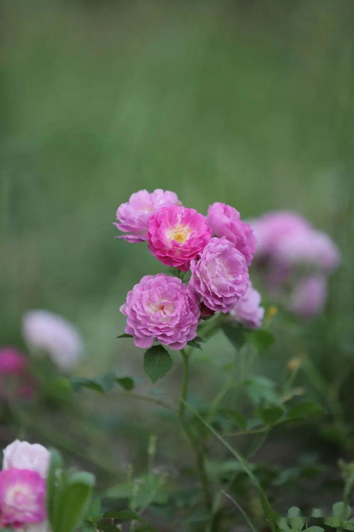 開(kāi)滿(mǎn)地鮮花的校園作文評(píng)語(yǔ)