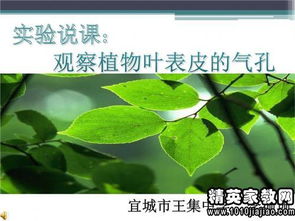校園植物作文200字三級(jí)