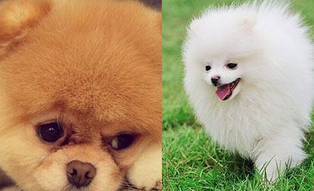 養(yǎng)博美犬注意事項(xiàng)