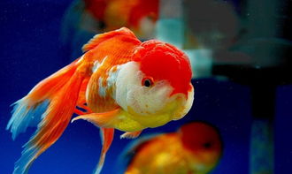 獅子頭,飼養(yǎng),注意事項(xiàng),家庭