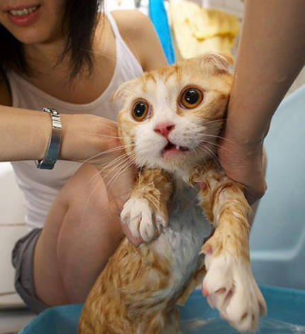 貓咪第一次洗澡注意事項(xiàng),貓咪冬天洗澡注意事項(xiàng),貓咪懷孕洗澡注意事項(xiàng)