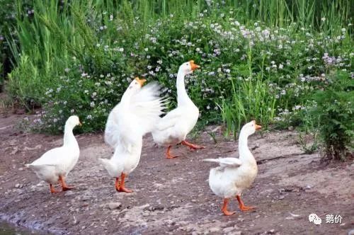 小鵝怎么養(yǎng)跟注意事項,冬天小鵝怎么養(yǎng)跟注意事項,喂小鵝的注意事項