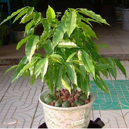 元寶樹的繁殖方法和注意事項(xiàng)