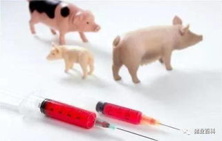 注意事項,豬做預(yù)苗