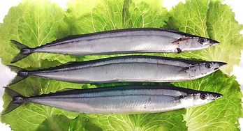 秋刀魚過(guò)敏的注意事項(xiàng),秋刀魚的養(yǎng)殖方法和注意事項(xiàng),秋刀魚海棠的養(yǎng)殖方法和注意事項(xiàng)