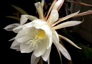 梅花養(yǎng)植注意事項(xiàng),籃梅的養(yǎng)植方法及注意事項(xiàng),養(yǎng)植綠蘿要注意事項(xiàng)
