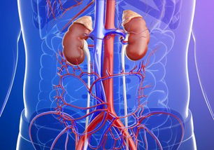 導(dǎo)管消融術(shù)術(shù)后注意事項,房顫導(dǎo)管消融術(shù)后注意事項,甲狀腺結(jié)節(jié)消融術(shù)后注意事項