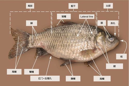 鯽魚,解剖,注意事項,觀察