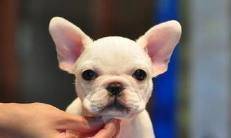 法牛喂幼犬時注意事項(xiàng)