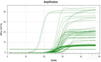 pcr的注意事項,pcr操作流程及注意事項,pcr擴增的注意事項