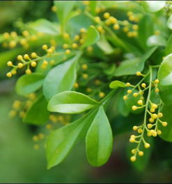 米蘭花換土后注意事項