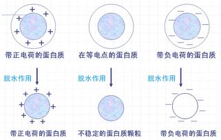 蛋白質沉淀變性反應注意事項