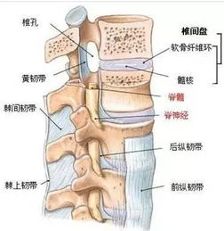 綜合癥,關(guān)節(jié),注意事項,腰椎間盤