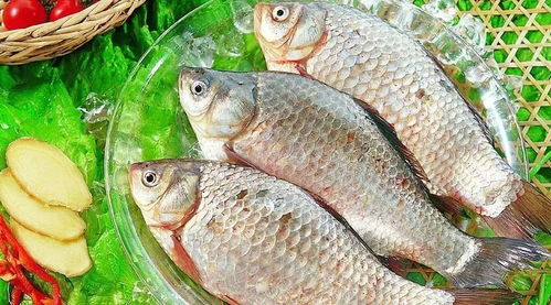 鯽魚觀察解剖注意事項