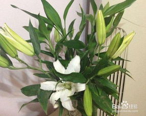 鳳梨的養(yǎng)殖方法和注意事項養(yǎng),紫花鳳梨的養(yǎng)殖方法和注意事項,積水鳳梨的養(yǎng)殖方法和注意事項