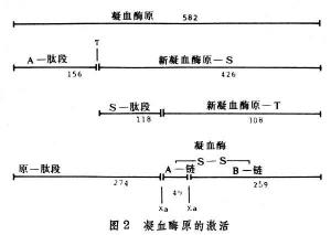 凝血因子輸注注意事項(xiàng)