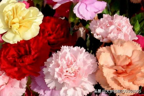 康乃馨,種植,注意事項(xiàng),方法