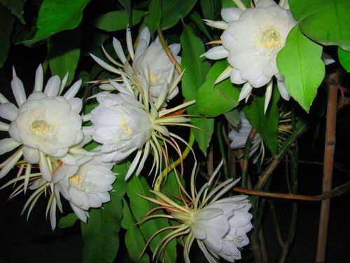 曇花,注意事項(xiàng),養(yǎng)植