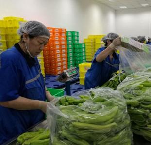 蔬菜分揀注意事項