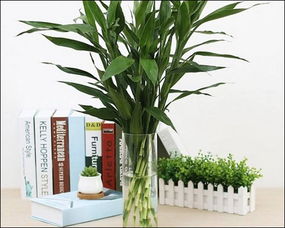 幸運(yùn)木的養(yǎng)殖方法和注意事項,米竹的養(yǎng)殖方法和注意事項,長壽竹的養(yǎng)殖方法和注意事項怎么養(yǎng)