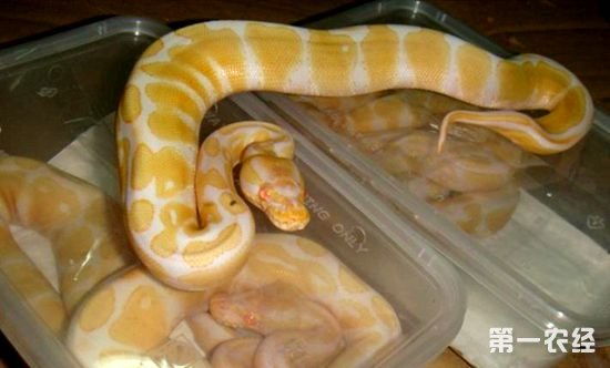 蛇斑瘡注意事項,蛇門瘡注意事項,蛇串瘡注意事項