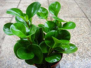 牡丹,養(yǎng)殖,注意事項,方法