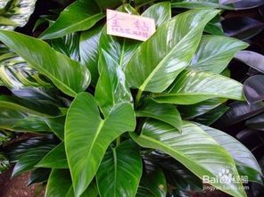 紅金鉆的養(yǎng)殖方法和注意事項(xiàng)