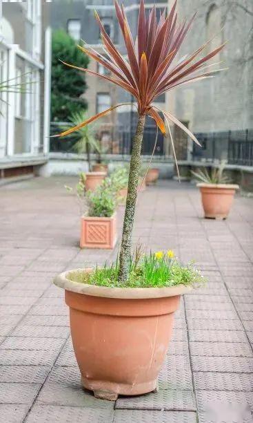 仙人牡丹的養(yǎng)殖方法和注意事項(xiàng),仙人指頭的養(yǎng)殖方法和注意事項(xiàng),仙人箭養(yǎng)殖方法和注意事項(xiàng)