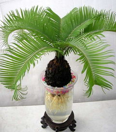 蘇鐵的養(yǎng)殖方法和注意事項(xiàng)簡(jiǎn)述,德保蘇鐵養(yǎng)殖方法和注意事項(xiàng),TP的養(yǎng)殖方法和注意事項(xiàng)