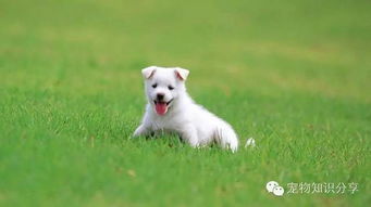 天狗,喂養(yǎng),注意事項