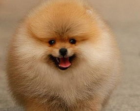 飼養(yǎng)博美犬應(yīng)注意事項(xiàng),博美犬的注意事項(xiàng),博美犬兩個(gè)月注意事項(xiàng)