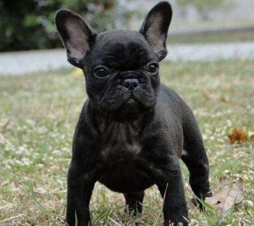 幼犬,注意事項(xiàng),法牛喂