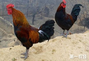 養(yǎng)殖野雞需要注意事項(xiàng)