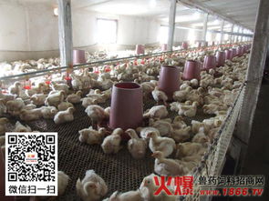 肉雞初春養(yǎng)殖注意事項