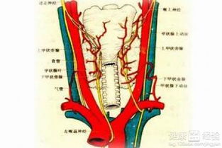 甲狀腺平時注意事項(xiàng)