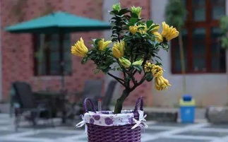 菜種子怎么種植方法,蔥種子怎么種植方法,花種子怎么種植方法