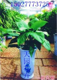 祥芋養(yǎng)殖注意事項